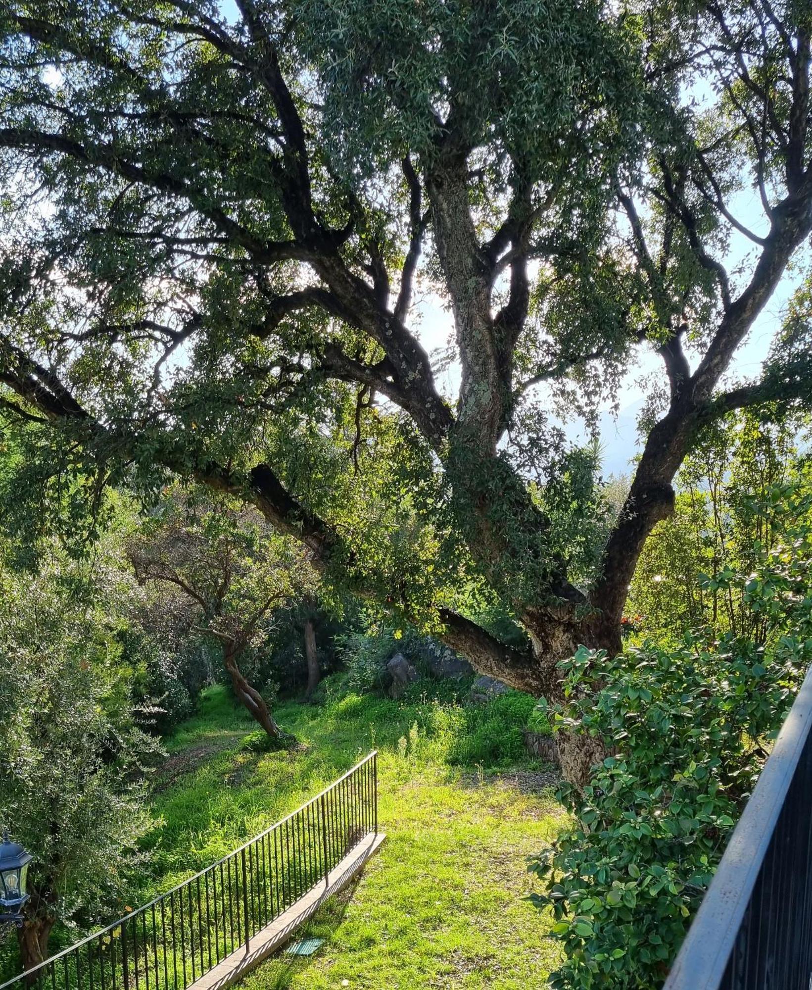 Villa Les Roches Mandelieu 外观 照片